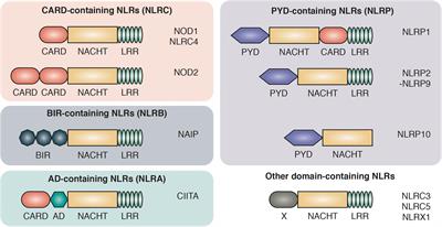 NOD Signaling and Cell Death